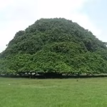 Árbol Guacarí un Tesoro Natural.